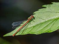 Frühe Adonislibelle Männchen